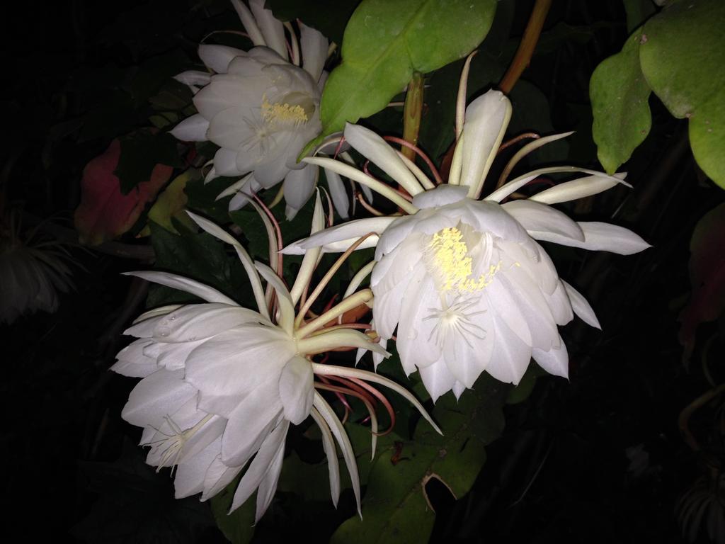 特拉克帕克Casa De Las Flores住宿加早餐旅馆 外观 照片