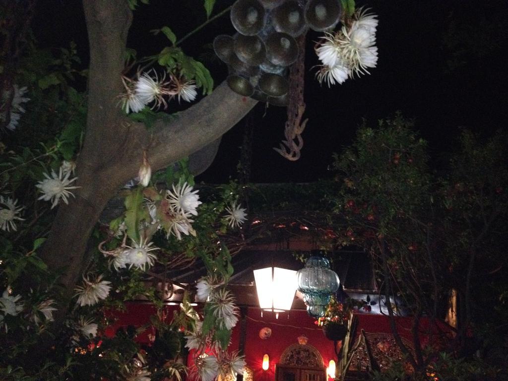 特拉克帕克Casa De Las Flores住宿加早餐旅馆 外观 照片